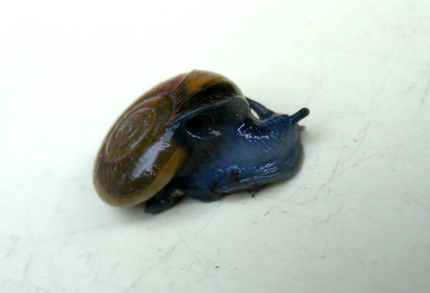 da identificare